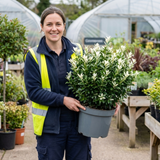 1 Euonymus Japonicus Paloma Blanca Plant, Hardy Evergreen Shrub for Garden, 7.5 Litre Root-Ball