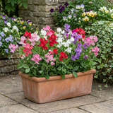 Set of 3 or 6 Large, Garden Ready Plants - Sweet Pea Little Sweetheart Mix, 10.5 cm