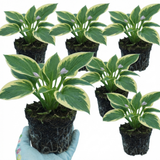 Set of 3 or 6 Large Hosta Plants - Atlantis Plantain Lily, Ready to Plant in Your Garden, 1L