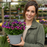 1 Large Plant - Nemesia Lady Lisa, Ready to Plant in Your Garden, 5L Pot