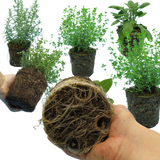 Winter Cooking Collection - Sage, Thyme, Rosemary