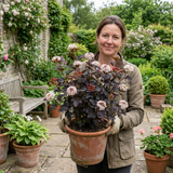 1 Physocarpus Diabolo Ninebark Plant, Dark Purple Foliage Hardy Perennial Shrub, 3 Litre Root Ball