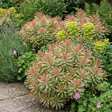 Euphorbia Ascot Rainbow