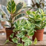 3 Designer Variegated Live Houseplant Collection, Ficus Belize, Marble Queen & Peperomia, 1 Litre Root Ball