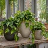 Variegated Pothos Plant Devil's Ivy, Trailing Indoor Houseplant, 12cm 1 Litre Pots