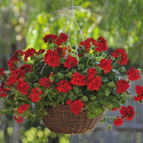 Geranium Sunflair Ruben
