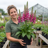 1 Digitalis Hanabee Deep Rose Foxglove Plant, Bee Friendly Hardy Perennial, 3 Litre Root Ball