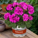 Set of 3 or 6 Large Plants - Pelargonium Toscana Dolce Vita Evi Blue, Ready to Plant
