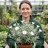 1 Convolvulus Cneorum Silver Bush Plant, Hardy Evergreen White Flowering Shrub, 2L Root-Ball