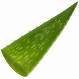 Aloe Vera Plant, Indoor Succulent, Easy Care Houseplant, 12cm 1 Litre Pots