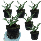 Set of 3 or 6 Dryopteris Atrata Wood Fern Plants, Hardy Evergreen Perennial Ferns for Shade, Outdoor Garden Ready, 1 Litre Root-Ball