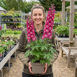 1 Delphinium Magic Fountains Deep Rose White Bee Plant, Hardy Garden Perennial, 2L Root Ball