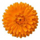 Set of 3 or 6 Garden Ready Plants – Calendula ‘Fiesta Orange’, Ready to Plant