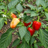 Set of 3 or 6 Large Sweet Pepper Plants - Liberty Belle, Ready to Plant in Your Garden