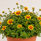1 Bidens Taka Tuka Yellow Red Star, Summer Flowering Trailing Plant, Outdoor Garden Ready, 21cm Root-Ball
