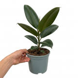 1 Ficus Robusta Rubber Plant, Air Purifying Low Maintenance Houseplant, 17cm Root-Ball