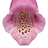 Set of 3 or 6 Large Plants - Foxglove Foxy Mix, Ready to Plant in Your Garden, 1L Rootballs