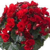 1 Begonia Vermillion Red Upright Live Plant, Summer Bedding Garden Ready, 2Ltr Root Ball
