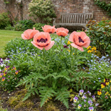 Set of 3 or 6 Papaver Orientale Garden Gnome Victoria Louise Plants, Hardy Perennial Oriental Poppy, Outdoor Garden Ready, 1 Litre Root-Ball