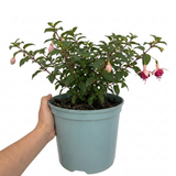 1 Large Plant - Fuchsia Bush Paula Jane, Outdoor Garden Ready, 5L Pot