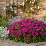 1 Large Plant - Dianthus Dart Purple, Ready to Plant in Your Garden, 2L Pot
