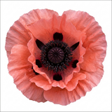 Set of 3 or 6 Papaver Orientale Garden Gnome Victoria Louise Plants, Hardy Perennial Oriental Poppy, Outdoor Garden Ready, 1 Litre Root-Ball