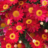 Set of 3 or 6 Large Plants - Argyranthemum Madeira Red, Outdoor Garden Ready