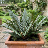 Set of 3 or 6 Braun's Holly Fern Polystichum Braunii Plants, Hardy Evergreen Perennial, 1Ltr Root-Ball