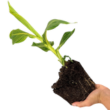1 Canna Tropicanna Gold Plant, Hardy Tropical Perennial, Outdoor Garden Ready, 3 Litre Root Ball