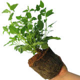 Cistus Corbariensis