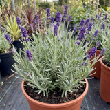 1 Large Plant - Lavender Hidcote Dark Blue, Outdoor Garden Ready, 2L Pot