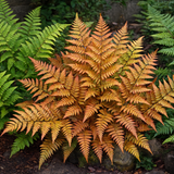 Copper Shield Fern Dryopteris Erythrosora