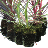 Cordyline Collection - Red Star, Charlie Boy, Torbay Dazzler