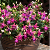 Set of 3 or 6 Large Plants - Fuchsia Diva Rose & Violet, Ready to Plant in Your Garden