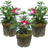 Fuchsia Diva Red and White
