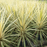 Cordyline Torbay Dazzler