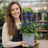 1 Large Plant - Salvia Sangoons Black & Bloom, Ready to Plant in Your Garden, 5L