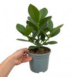 1 Clusia Rosea Autograph Tree Live Houseplant, Easy Care Indoor Tropical Plant, 17cm Root Ball