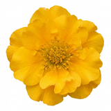 Set of 3 or 6 Geum Lady Stratheden Hardy Perennial Plants, Yellow Summer Flowering, Bee Friendly Cottage Garden Plants, Outdoor Garden Ready, 1 Litre Root-Ball