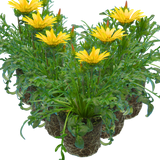 Set of 3 or 6 Large Plants - Gazania Kiss Yellow Improved, Ready to Plant in Your Garden