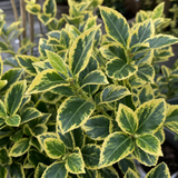 1 Large Plant-Euonymus Aureomarginatus, Ready to Plant in Your Garden, 2L Pot