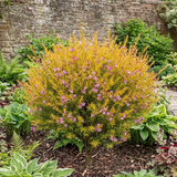 1 Diosma Sunset Gold Plant, Hardy Evergreen Flowering Shrub, Outdoor Garden Ready, 3L 17cm Root Ball