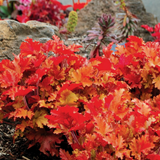 Heuchera Marmalade