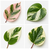 3 Designer Variegated Live Houseplant Collection, Ficus Belize, Marble Queen & Peperomia, 1 Litre Root Ball