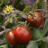 1 Consuelo Cherry Tomato Plant, High Yield Live Vegetable, Outdoor Garden Ready, 2 Litre Root Ball
