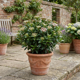 1 Viburnum Tinus Evergreen Hedge Plant, Hardy Outdoor Garden Ready, 7.5L Root Ball
