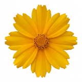 Set of 3 or 6 Coreopsis Presto Hardy Perennial Plants, Golden Yellow Summer Flowering, Outdoor Garden Ready, 1 Litre Root Ball