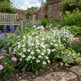 Set of 3 or 6 Lobelia Upright Sweet Springs White Flowering Plants, Summer Flowering Bedding, Garden Ready, 10.5cm Root Ball
