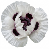 Set of 3 or 6 Papaver Orientale Royal Wedding Plants, Hardy White Oriental Poppy Perennial, 1 Litre Root Ball
