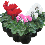Cyclamen Growers Selection 10.5cm
